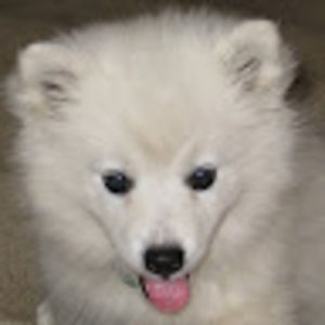 Meet your Posher, Ben